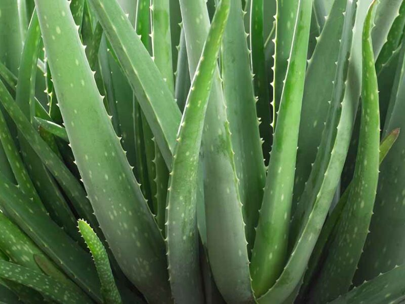 Aloe vera leaves & plant | කෝමාරිකා ඉති සහ පැළ