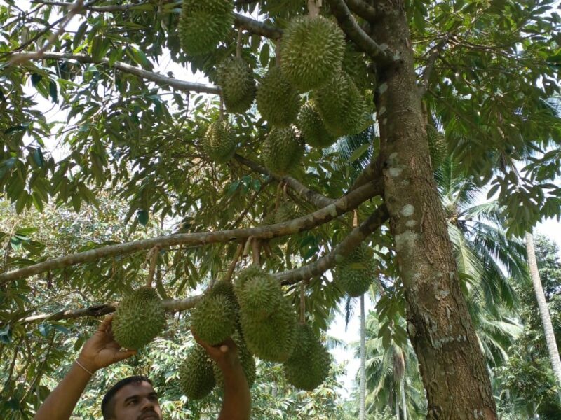 Durian | දූරියන්