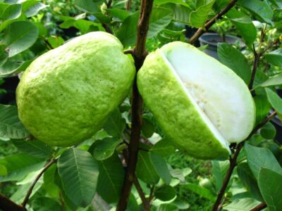 Kilo Guava | කිලෝ පේර