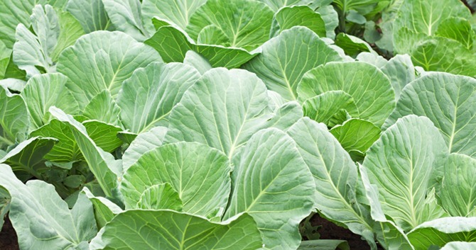 Leafy Cabbage | අතු ගෝවා