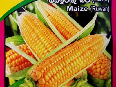 Corn Seeds 40/- rupees packet| බඩ ඉරිගු බීජ