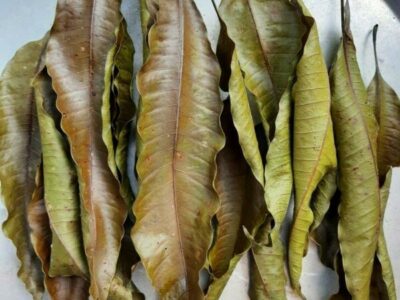 Dried Mango Leaves | වියළි අඹ කොළ