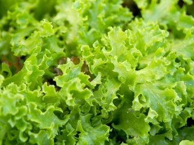 Salad leaves | සලාද කොළ
