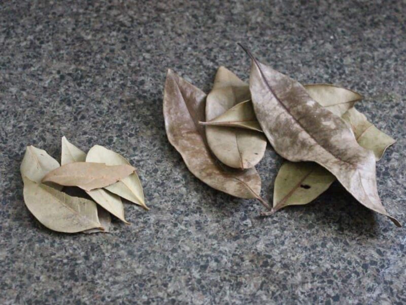 Bay leaves & Allspice leaves are wanted | බේ ලීෆ් කොළ සහ තුනපහ ශාකයේ කොළ අවශ්‍යයි