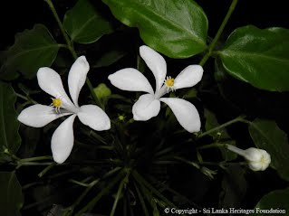 Bin Kohomba Flowers| බිං කොහොඹ මල් අවශ්‍යවේ