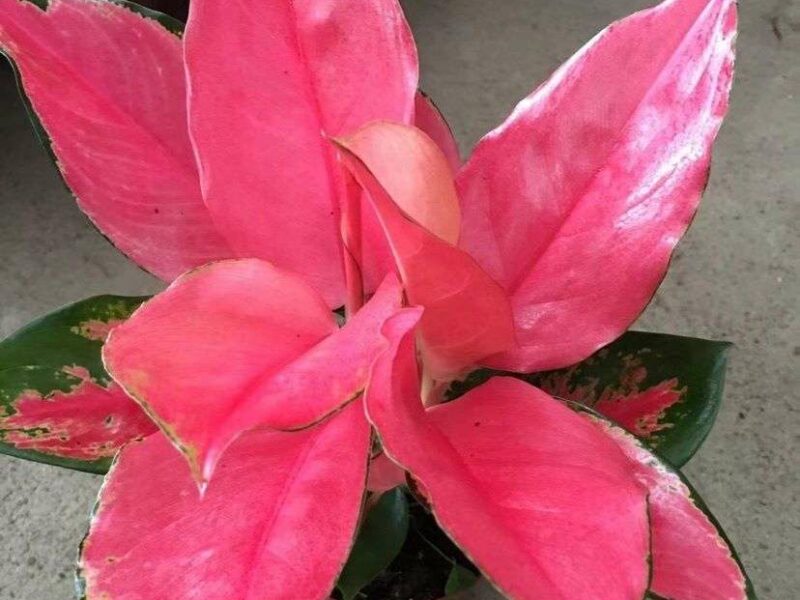 Ornamental plants | විසිතුරු මල් පැල විකිණීමට - Aglonema Plant
