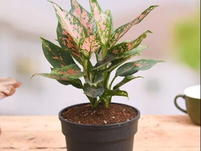 Ornamental plants | විසිතුරු මල් පැල විකිණීමට - Aglonema Plant