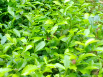 Tea Plants | තේ බිම් පැල