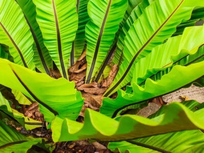 Bird Nest Plants