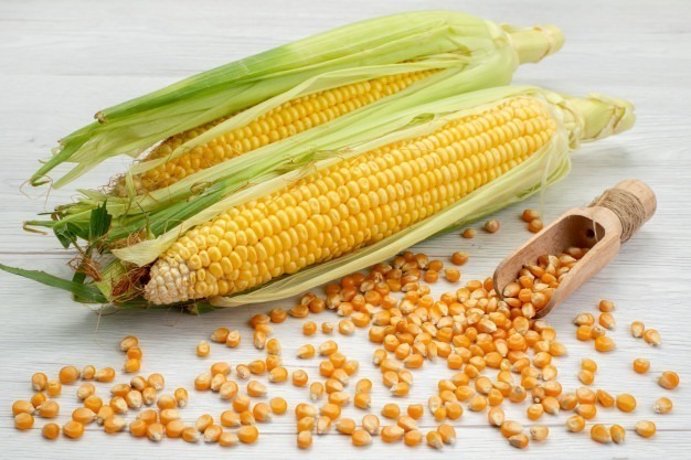 Corn Seeds for free distribution | බඩඉරිඟු බීජ නොමිලේ බෙදා දීමට ඇත