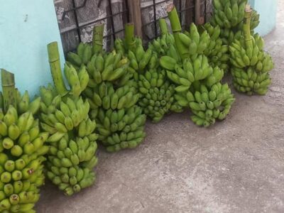 Banana - කෙසෙල් තොග ඇත