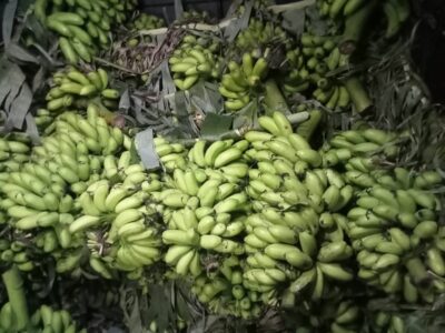 Banana- කෙසෙල් විකිණීමට ඇත