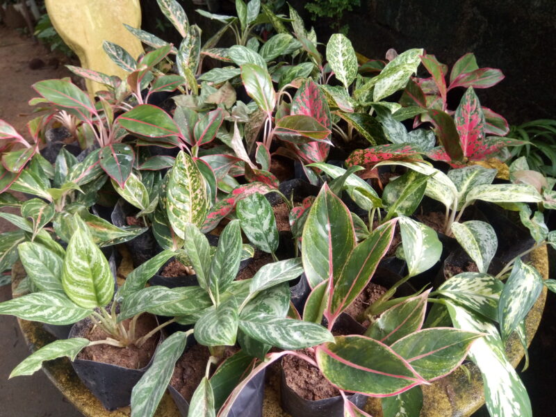 Aglaonema plants (ඇග්ලොනීමා පැළ)