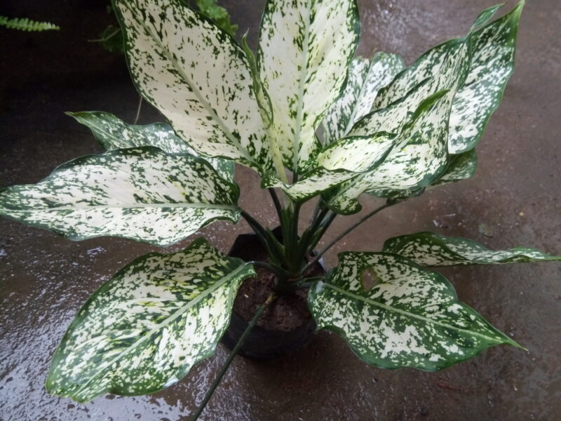 Aglaonema plants (ඇග්ලොනීමා පැළ)
