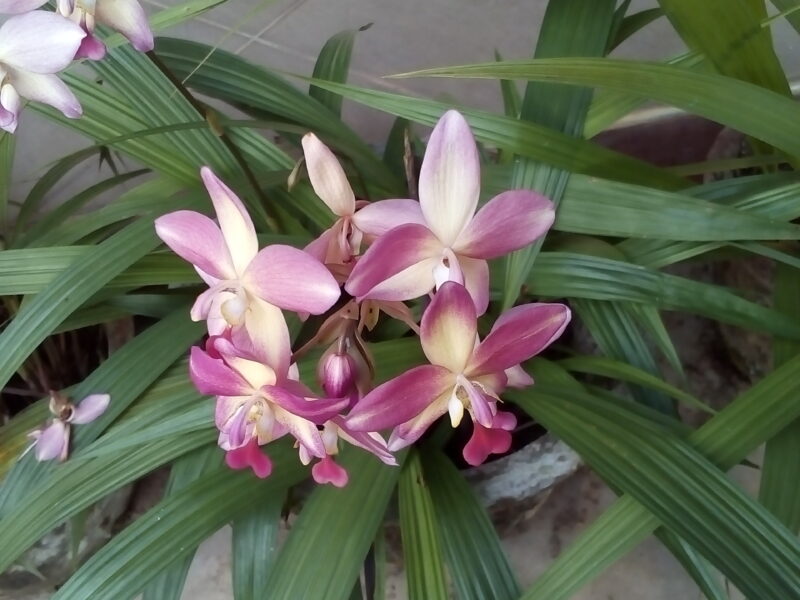 Ground orchids plants/Anthurium