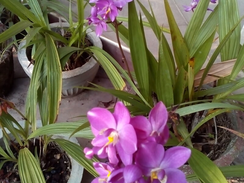 Ground orchids plants/Anthurium