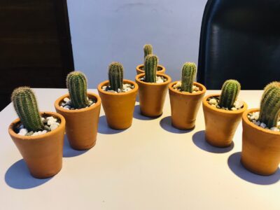 Thumb Cactus | විසිතුරු පතොක් පැල