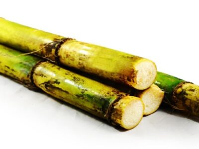 Sugar cane | උක්