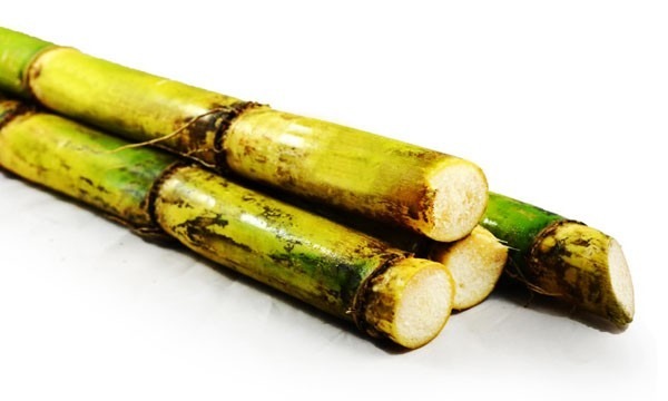 Sugar cane | උක්