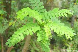 Ranawara Leaves / රණවරා කොළ විකිණීම ඇත.