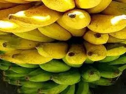 Organic Plant (Ambul Banana) / ඇඹුල් කෙසෙල් (කාබනික)