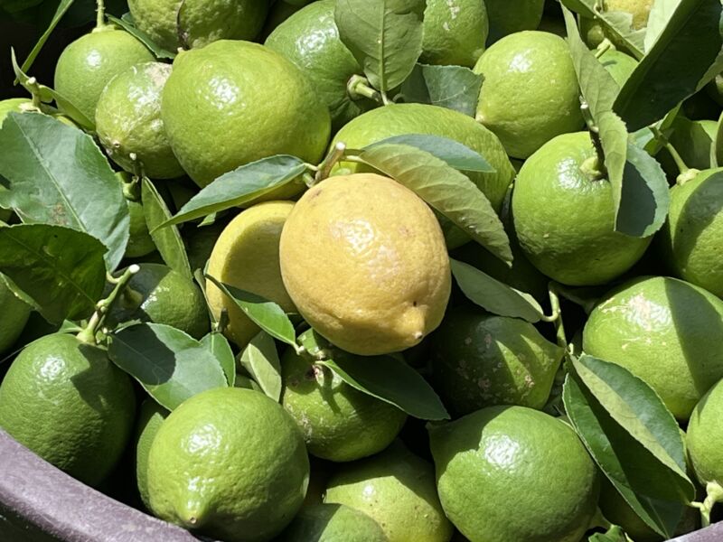 Seedless Eureka Lemon | බීජ රහිත ලෙමන්