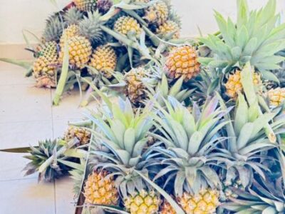 Pineapple for Sale (Annasi)